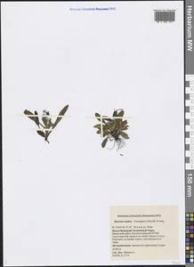 Myosotis asiatica (Vestergr. ex Hultén) Schischk. & Serg., Siberia, Western Siberia (S1) (Russia)