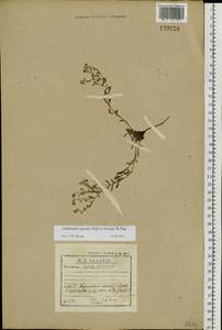 Eritrichium rupestre (Pall. ex Georgi) Bunge, Siberia, Baikal & Transbaikal region (S4) (Russia)