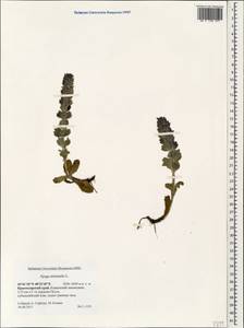 Ajuga orientalis L., Caucasus, Krasnodar Krai & Adygea (K1a) (Russia)