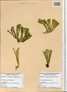 Huperzia selago subsp. appressa (Bach. Pyl. ex Desv.) D. Löve, Siberia, Central Siberia (S3) (Russia)