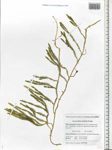 Spinulum annotinum subsp. alpestre (Hartm.) Uotila, Eastern Europe, Northern region (E1) (Russia)