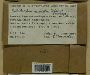 Lewinskya rupestris (Schleich. ex Schwägr.) F. Lara, Garilleti & Goffinet, Bryophytes, Bryophytes - North Caucasus & Ciscaucasia (B12) (Russia)