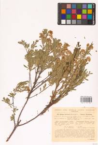 Spiraea crenata subsp. crenata, Eastern Europe, North Ukrainian region (E11) (Ukraine)