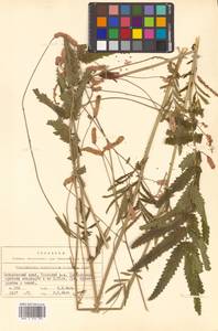 Poterium tenuifolium (Fisch. ex Link) Franch. & Sav., Siberia, Russian Far East (S6) (Russia)