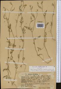 Torilis leptophylla (L.) Rchb. fil., Middle Asia, Western Tian Shan & Karatau (M3) (Kazakhstan)