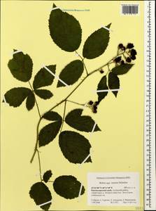 Rubus sanctus Schreb., Caucasus, Krasnodar Krai & Adygea (K1a) (Russia)