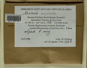 Mnium orientale R.E. Wyatt, Odrzyk. & T.J. Kop., Bryophytes, Bryophytes - Russian Far East (excl. Chukotka & Kamchatka) (B20) (Russia)