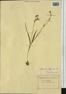 Gladiolus illyricus W.D.J.Koch, Western Europe (EUR) (Not classified)
