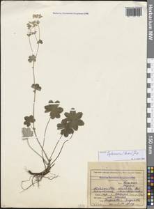 Alchemilla sericata Rchb., Caucasus, North Ossetia, Ingushetia & Chechnya (K1c) (Russia)