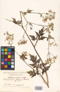 Anthriscus sylvestris, Eastern Europe, Moscow region (E4a) (Russia)