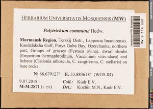 Polytrichum commune Hedw., Bryophytes, Bryophytes - Karelia, Leningrad & Murmansk Oblasts (B4) (Russia)