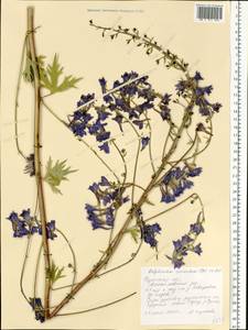 Delphinium cuneatum Stev. ex DC., Eastern Europe, Central region (E4) (Russia)