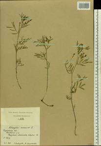 Astragalus arenarius L., Eastern Europe, Central region (E4) (Russia)