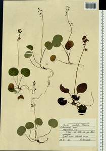 Pyrola renifolia Maxim., Siberia, Russian Far East (S6) (Russia)