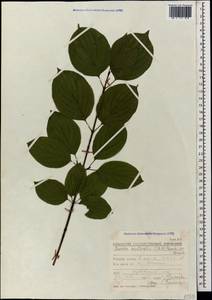 Cornus sanguinea subsp. australis (C.A.Mey.) Jáv., Caucasus, Krasnodar Krai & Adygea (K1a) (Russia)