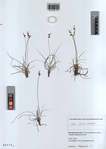 KUZ 002 316, Carex supina Willd. ex Wahlenb., Siberia, Altai & Sayany Mountains (S2) (Russia)