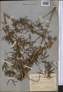 Cenolophium fischeri (Spreng.) W.D.J.Koch, Middle Asia, Northern & Central Kazakhstan (M10) (Kazakhstan)