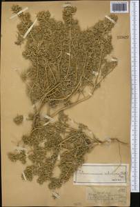 Petrosimonia sibirica (C. A. Mey.) Bunge, Middle Asia, Muyunkumy, Balkhash & Betpak-Dala (M9) (Kazakhstan)