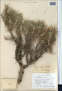 Astragalus bobrovii (Nevski) B. Fedtsch., Middle Asia, Pamir & Pamiro-Alai (M2) (Turkmenistan)
