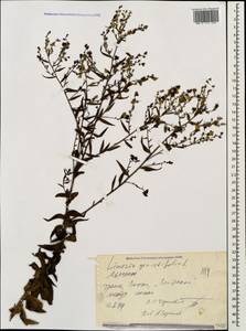 Linaria genistifolia (L.) Mill., Caucasus, Black Sea Shore (from Novorossiysk to Adler) (K3) (Russia)