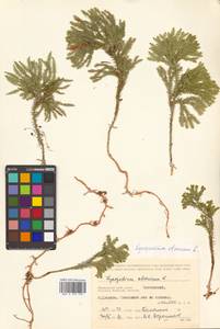 Dendrolycopodium obscurum (L.) A. Haines, Siberia, Russian Far East (S6) (Russia)