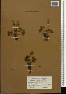 Anemonastrum narcissiflorum subsp. chrysanthum (Ulbr.) Raus, Caucasus, Krasnodar Krai & Adygea (K1a) (Russia)