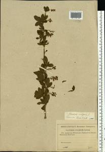 Berberis vulgaris L., Eastern Europe, Lower Volga region (E9) (Russia)