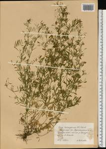 Vicia tetrasperma (L.) Schreb., Eastern Europe, Central region (E4) (Russia)