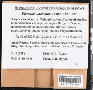 Dicranum undulatum Schrad. ex Brid., Bryophytes, Bryophytes - Russian Far East (excl. Chukotka & Kamchatka) (B20) (Russia)