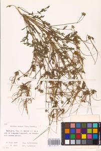 Erodium botrys (Cav.) Bertol., Eastern Europe, Belarus (E3a) (Belarus)