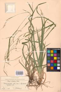 Carex sylvatica Huds., Eastern Europe, West Ukrainian region (E13) (Ukraine)