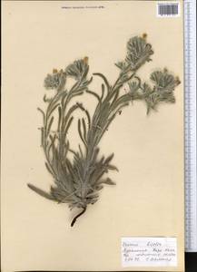 Onosma dichroantha Boiss., Middle Asia, Kopet Dag, Badkhyz, Small & Great Balkhan (M1) (Turkmenistan)