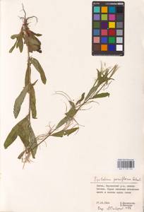 Epilobium parviflorum Schreb., Eastern Europe, Lithuania (E2a) (Lithuania)