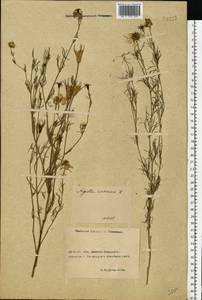 Nigella arvensis L., Eastern Europe, Rostov Oblast (E12a) (Russia)