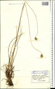 Alopecurus aucheri Boiss., Caucasus, Armenia (K5) (Armenia)