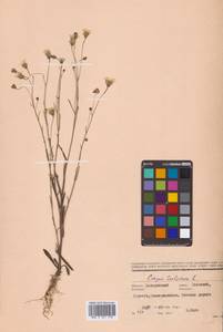 Crepis tectorum L., Siberia, Russian Far East (S6) (Russia)
