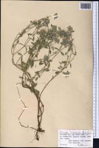 Ziziphora clinopodioides Lam., Middle Asia, Pamir & Pamiro-Alai (M2) (Kyrgyzstan)