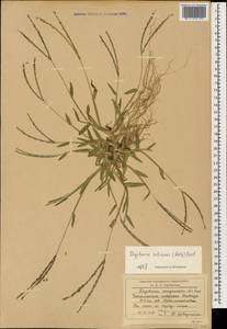 Digitaria ciliaris (Retz.) Koeler, Caucasus, Black Sea Shore (from Novorossiysk to Adler) (K3) (Russia)