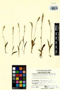 Herminium monorchis (L.) R.Br., Siberia, Baikal & Transbaikal region (S4) (Russia)