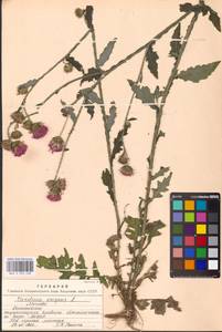 Carduus crispus L., Eastern Europe, Moscow region (E4a) (Russia)