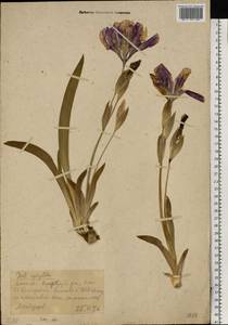 Iris aphylla L., Eastern Europe, Moscow region (E4a) (Russia)