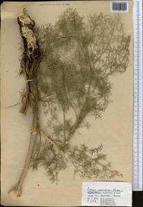 Prangos pabularia subsp. gyrocarpa (G. A. Kuzmina) Lyskov & Pimenov, Middle Asia, Pamir & Pamiro-Alai (M2) (Kyrgyzstan)