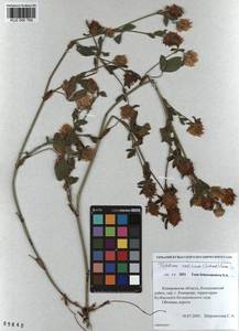KUZ 000 765, Trifolium pratense var. sativum Schreb., Siberia, Altai & Sayany Mountains (S2) (Russia)