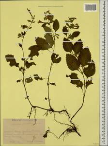 Clinopodium grandiflorum (L.) Kuntze, Caucasus, Krasnodar Krai & Adygea (K1a) (Russia)