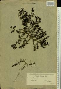 Salsola tragus L., Eastern Europe, Lower Volga region (E9) (Russia)