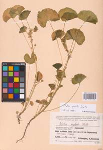 Malva pusilla Sm., Eastern Europe, Central region (E4) (Russia)