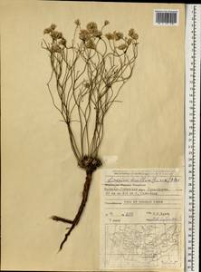 Limonium tenellum (Turcz.) Kuntze, Mongolia (MONG) (Mongolia)