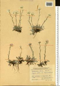 Antennaria dioica (L.) Gaertn., Siberia, Yakutia (S5) (Russia)