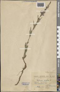 Lythrum virgatum L., Middle Asia, Northern & Central Kazakhstan (M10) (Kazakhstan)