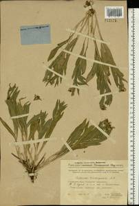 Centaurea trichocephala M. Bieb. ex Willd., Eastern Europe, Middle Volga region (E8) (Russia)